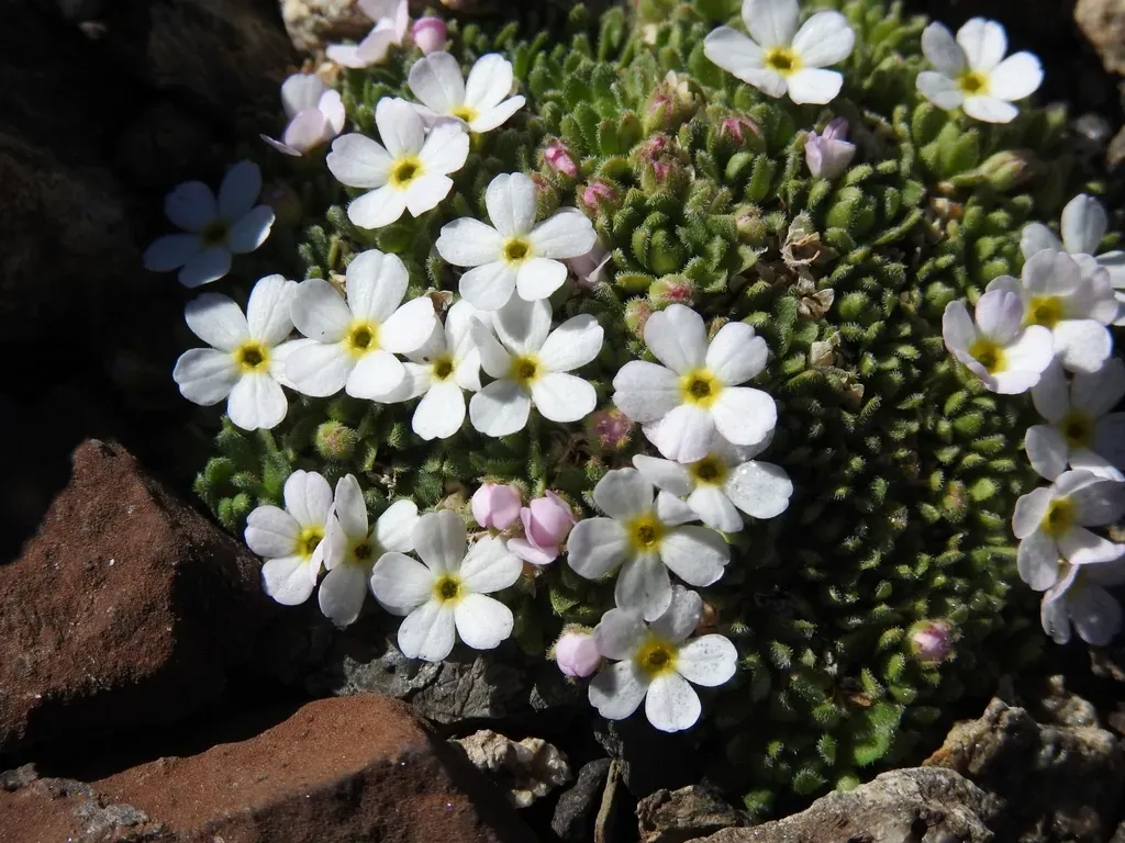 Androsace Delphinensis