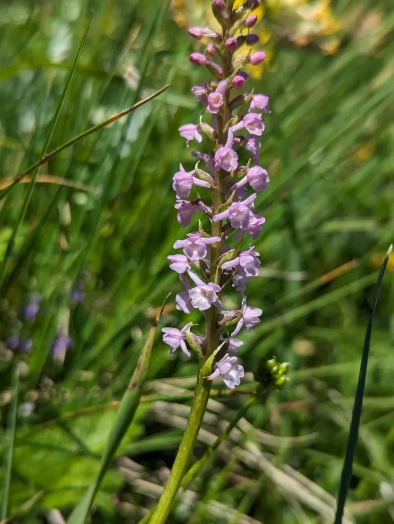 Short-spurred Fragrant-orchid