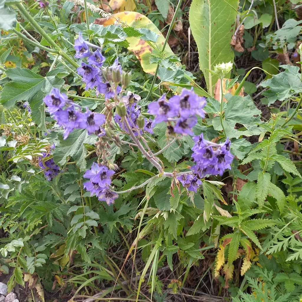 Delphinium Iliense