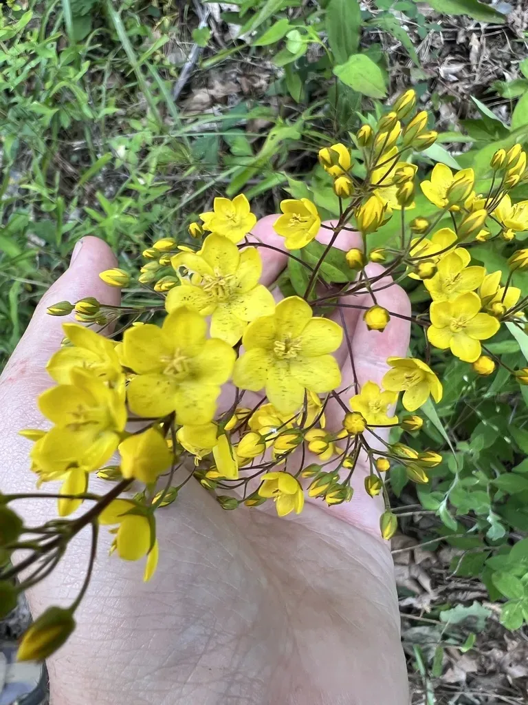 Fraser's Yellow Loosestrife