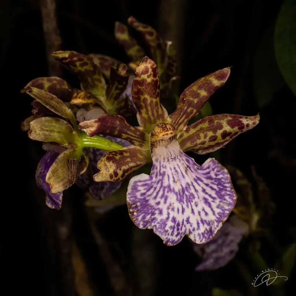 Zygopetalum Triste