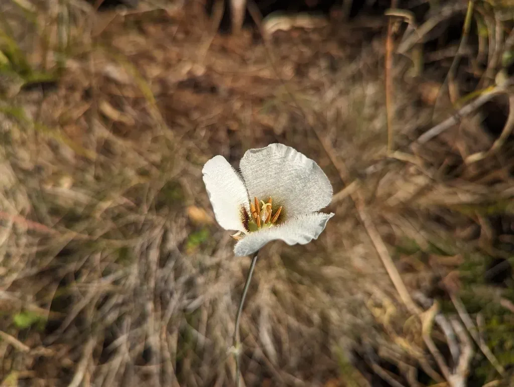 Howell's Mariposa Lily