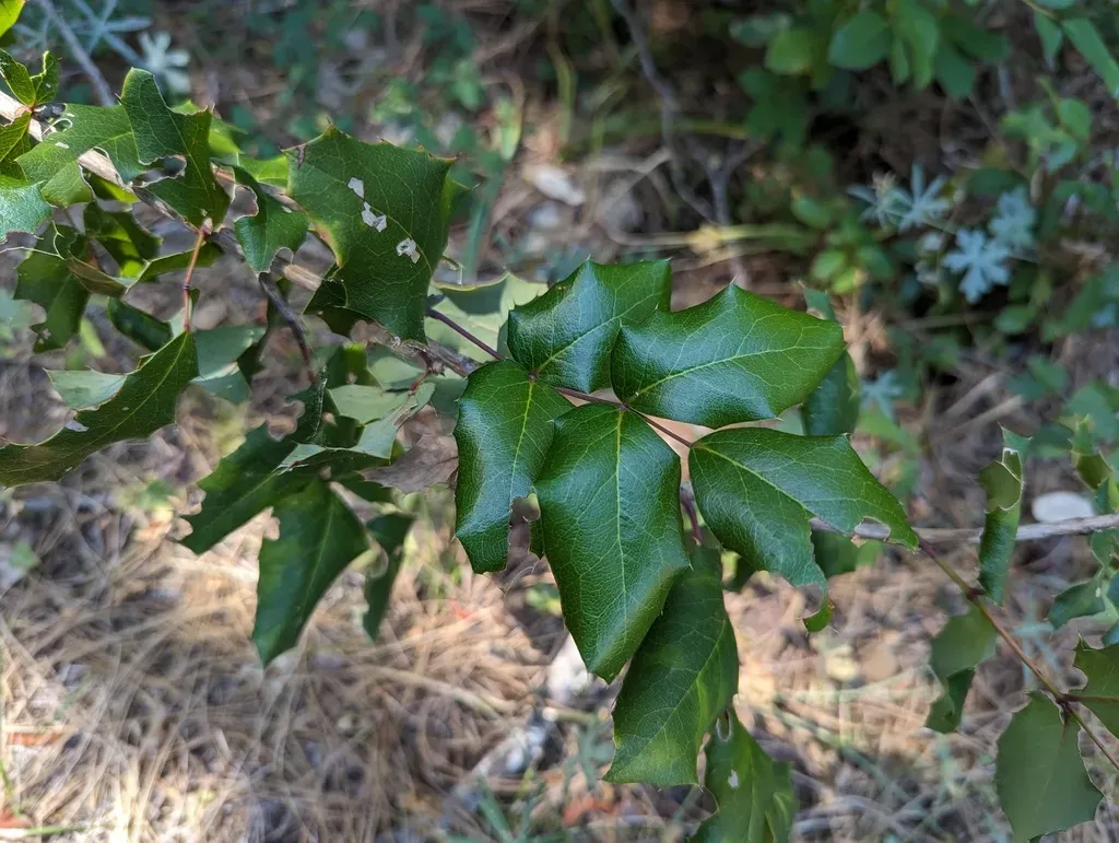 Piper's Oregon-grape