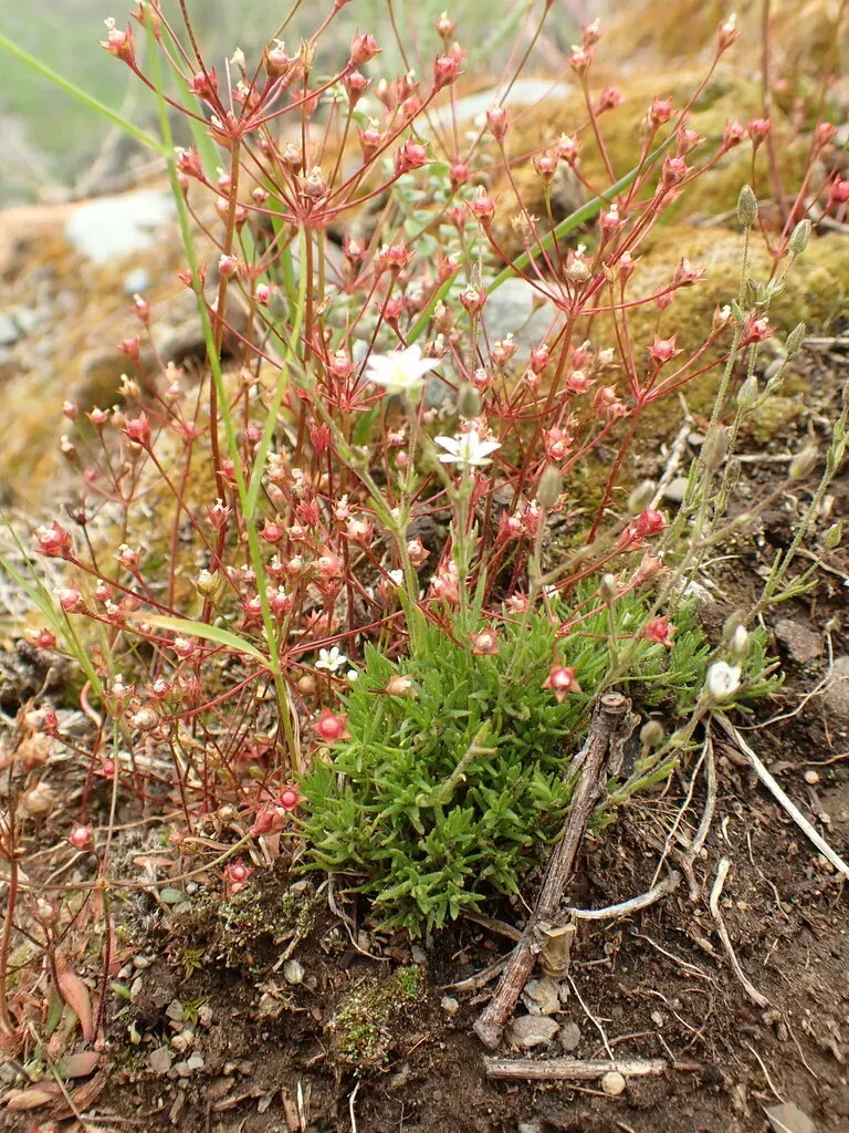 Beautiful Sandwort