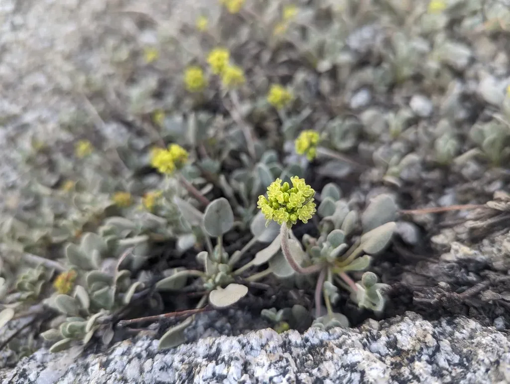 Jaynes Canyon Buckwheat