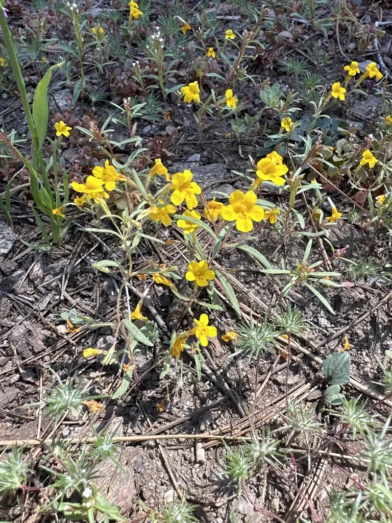 Montia-like Monkeyflower
