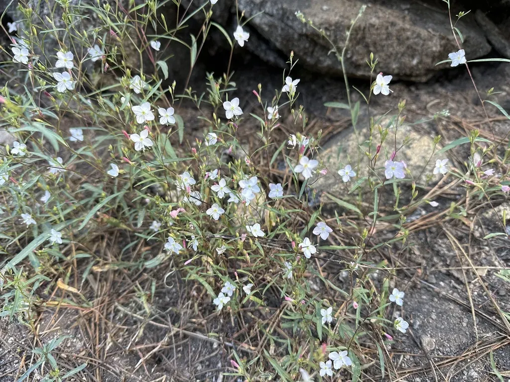 Coville's Groundsmoke
