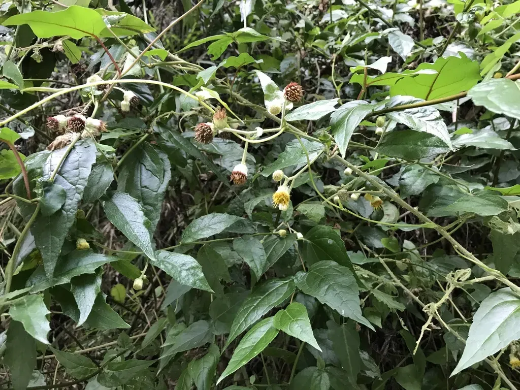 None Widely Documented