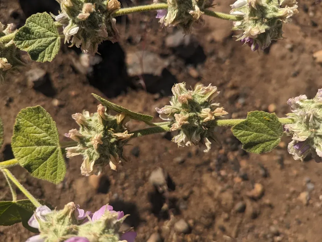 Starry-tentacled Bushmallow