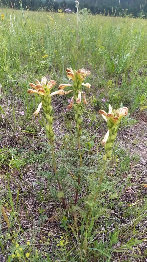 Pedicularis Striata