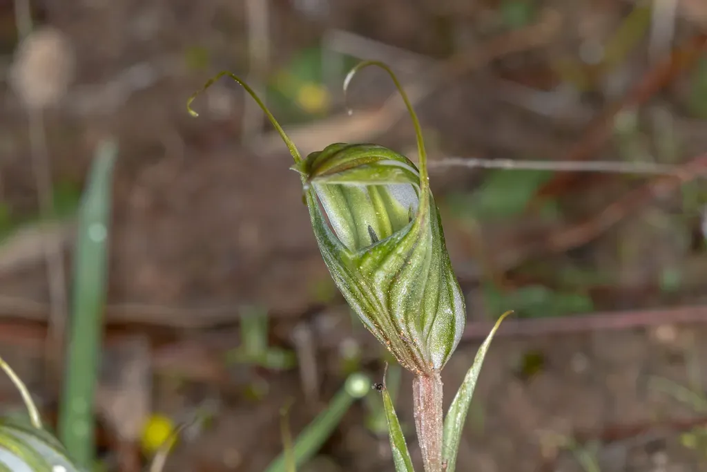 Sharp-leaf Greenhood