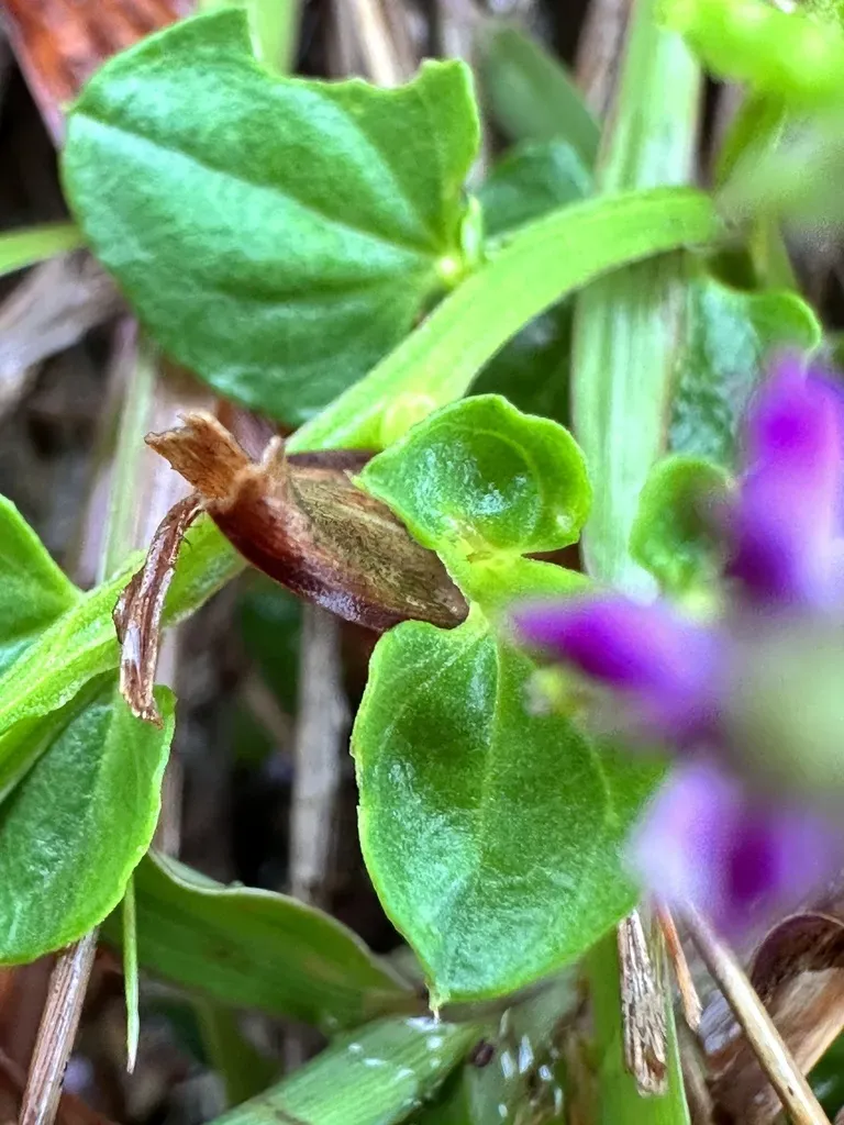 Salomonia Cantoniensis