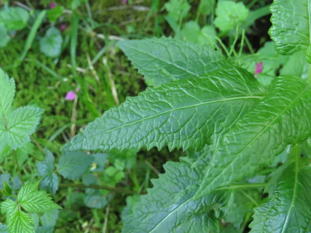 Arrowleaf Ragwort