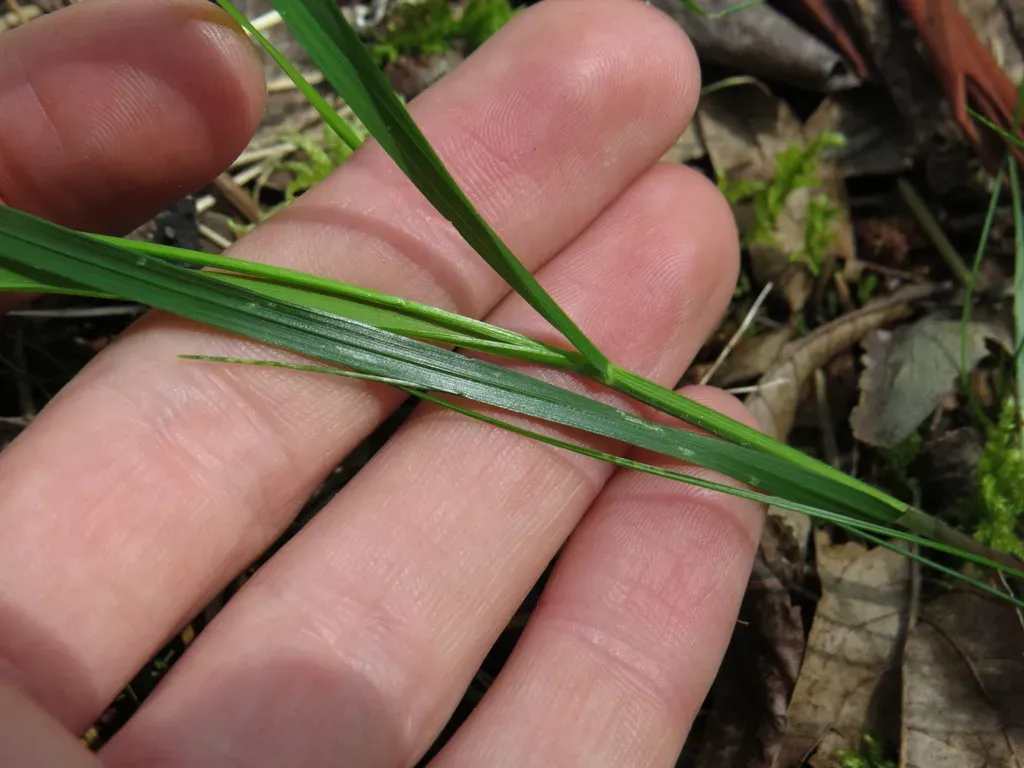 Alaska Oniongrass