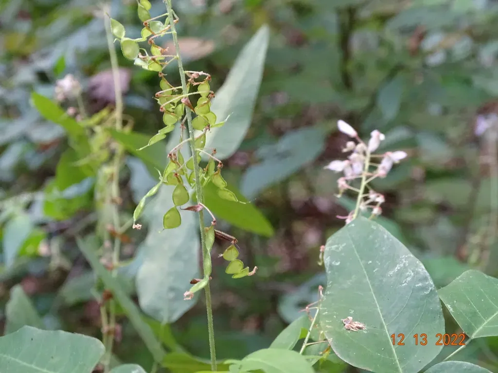 Desmodium Occidentale