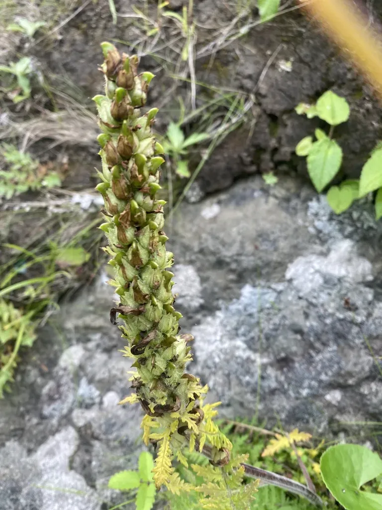 Pedicularis Schistostegia