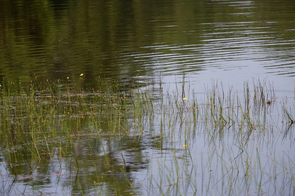 Water Bulrush