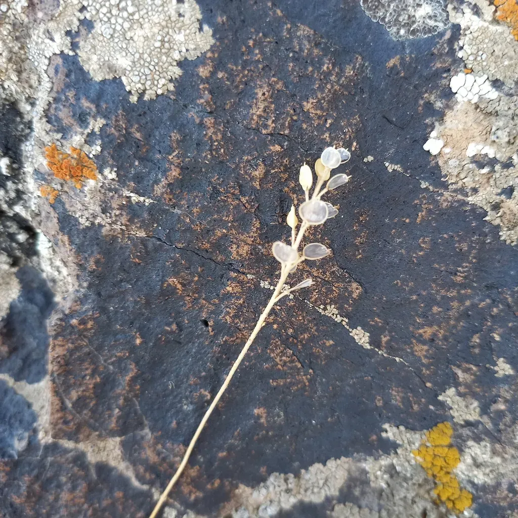 Alyssum Turkestanicum