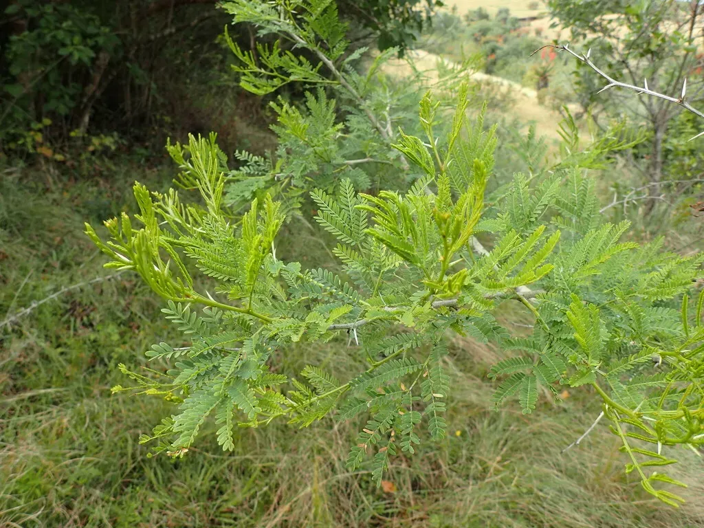 Pale-barked Sweet Thorn