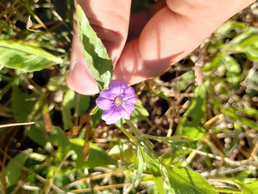 Ruellia Viscidula