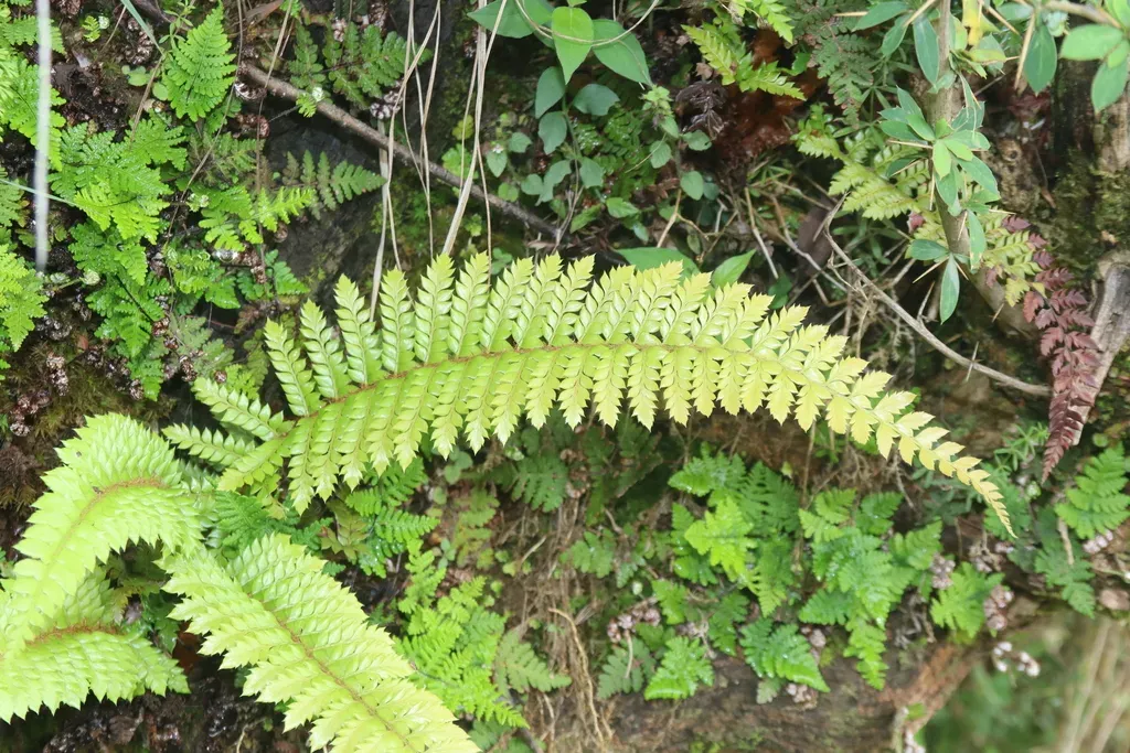 Asian Saber Fern