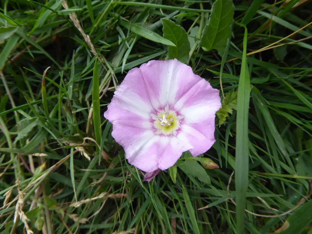 Field Bindweed