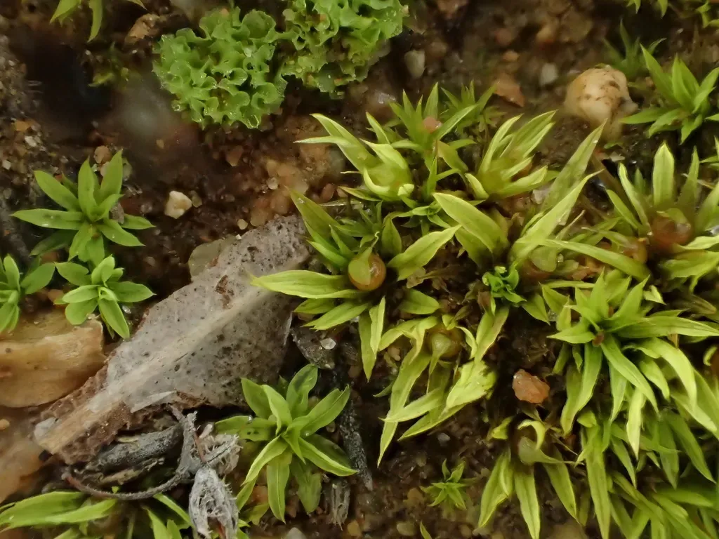 Bryobartramia Novae-valesiae