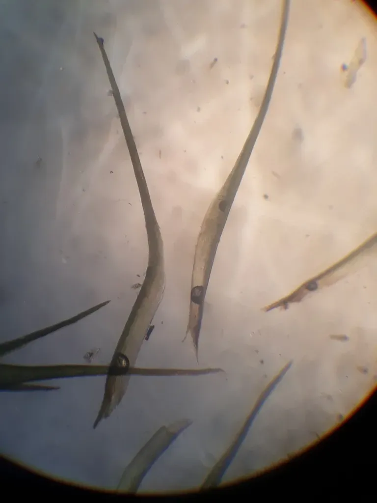 Ditrichum Brotherusii