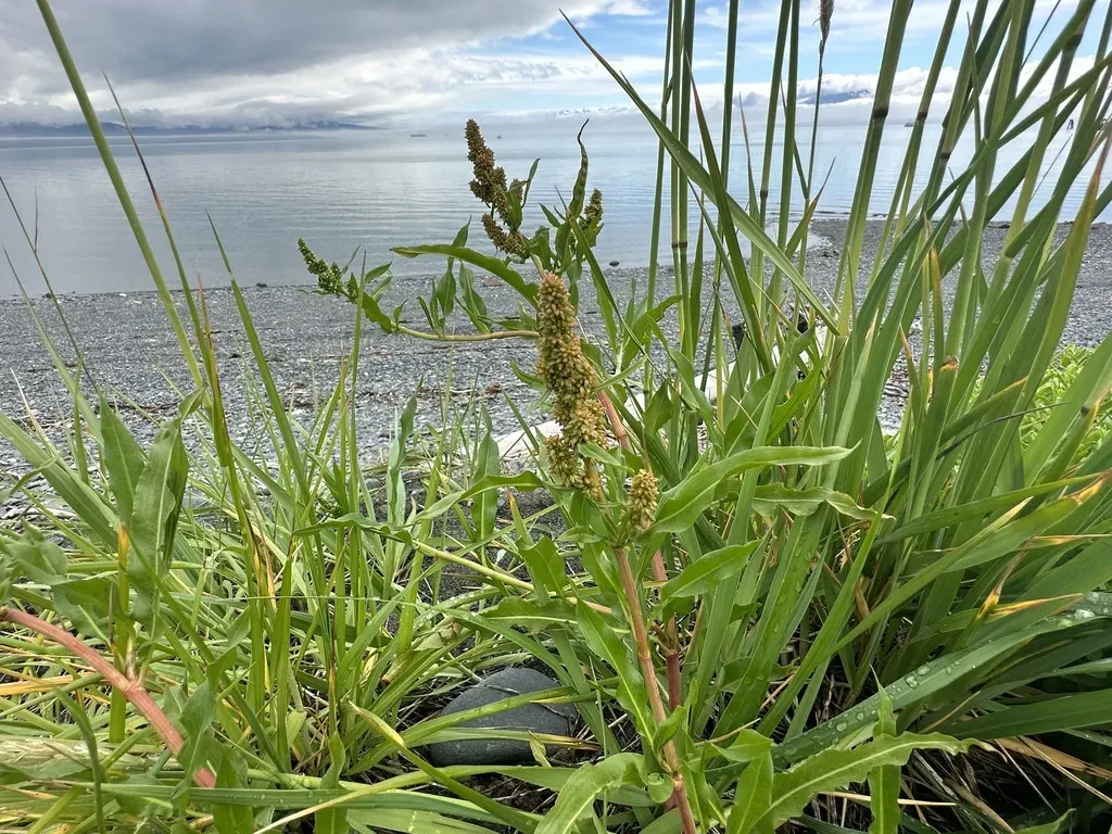 None Widely Documented