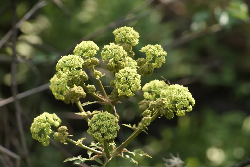 Prionosciadium Thapsoides