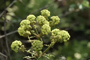 Prionosciadium Thapsoides