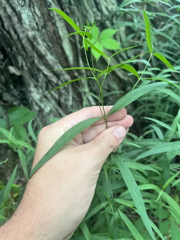 Larkspurleaf Tickseed