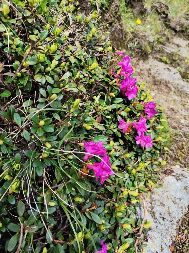 Rhododendron Myrtifolium