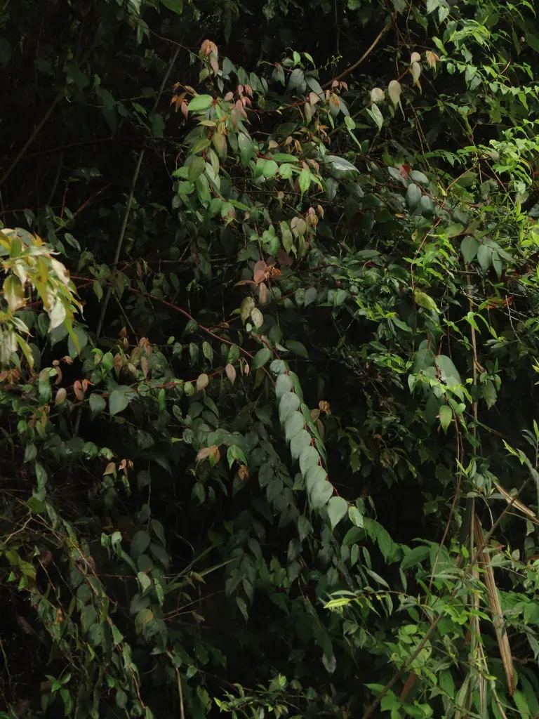 White-fruited Gaultheria