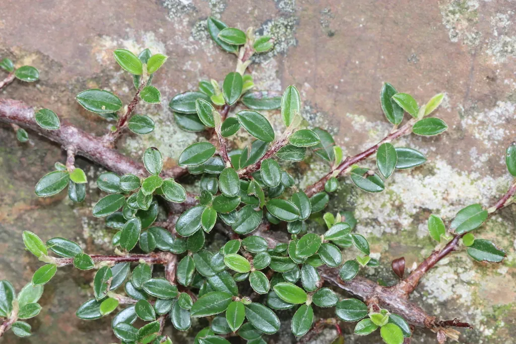 Small-leaved Cotoneaster