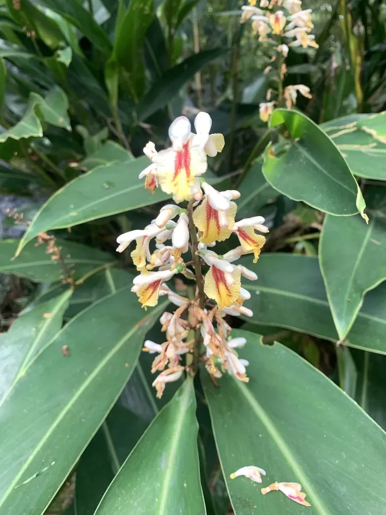 Alpinia Formosana
