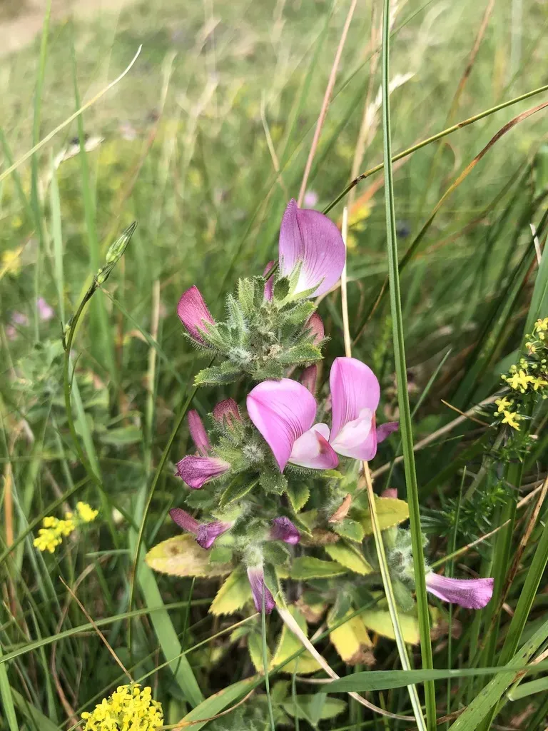 Spiny Restharrow