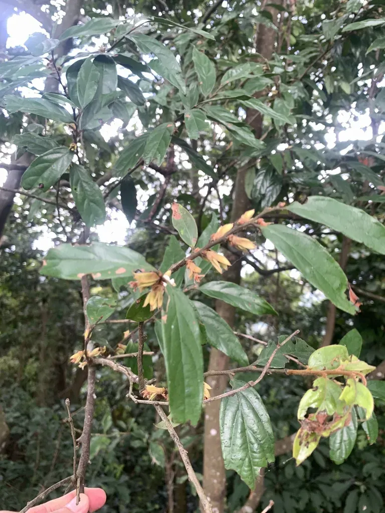 Woolly-flowered Persimmon