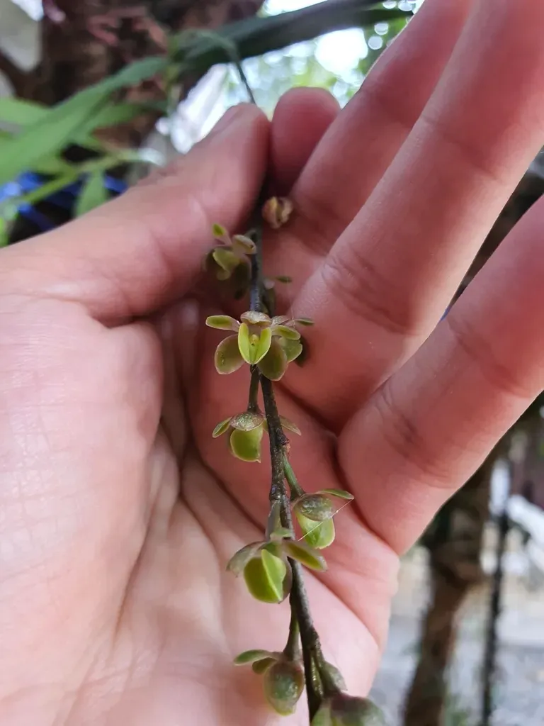 Epidendrum Laucheanum