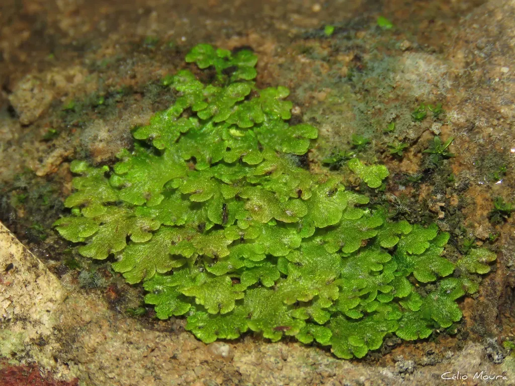 Cyathodium Cavernarum