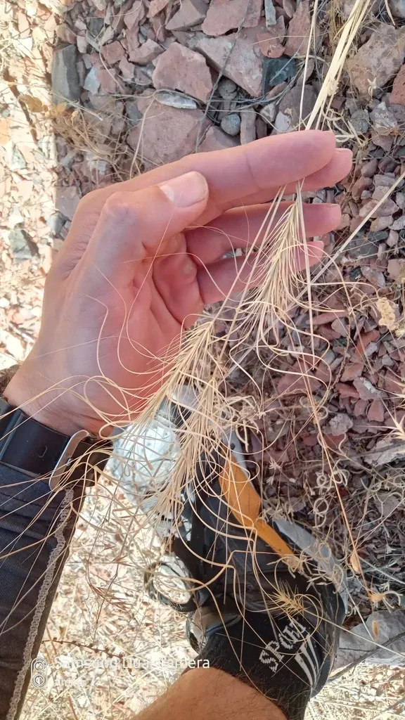 Taeniatherum Crinitum