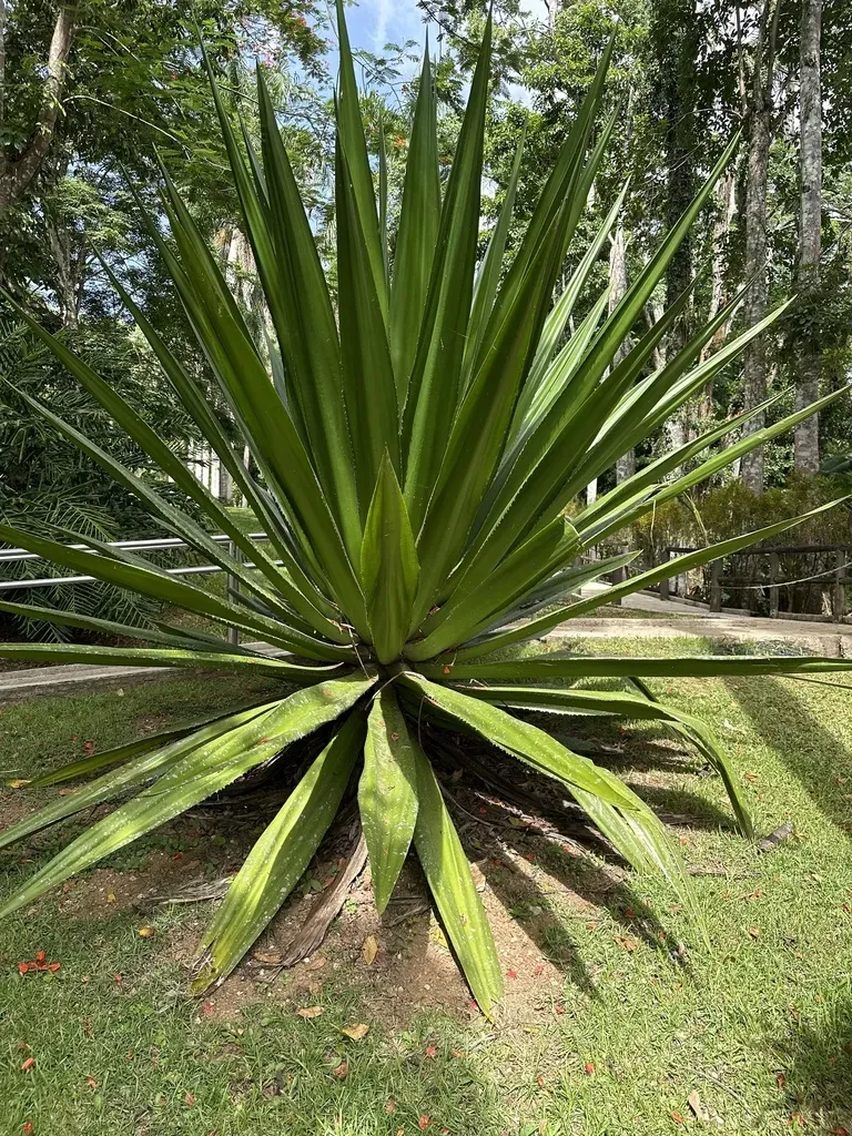 Narrow-leaved Furcraea