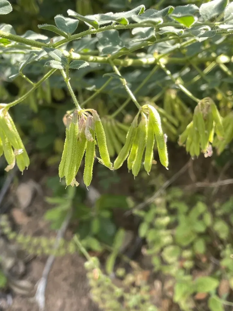 Balsam Bird's Foot Trefoil