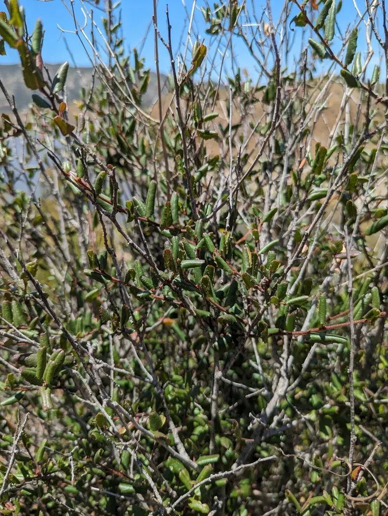 Hairyleaf Redberry