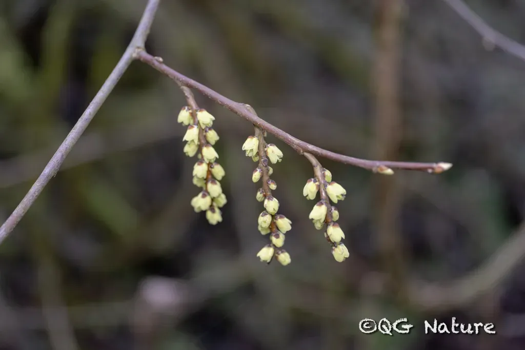 Stachyurus Chinensis