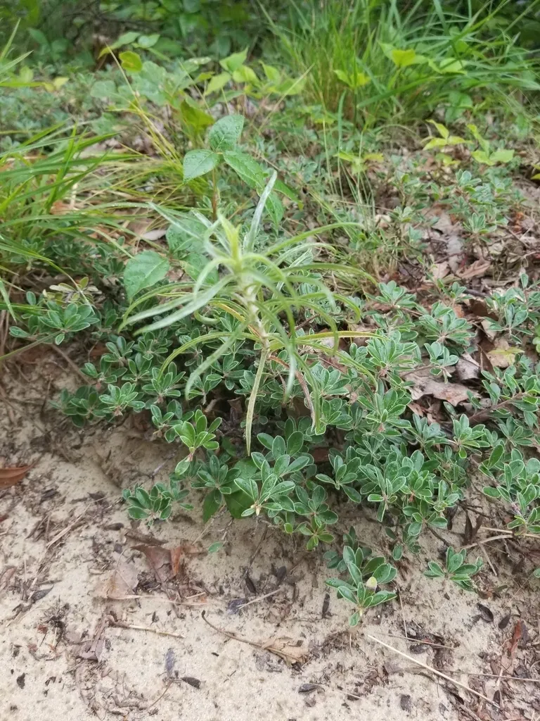 Sickleleaf Silkgrass