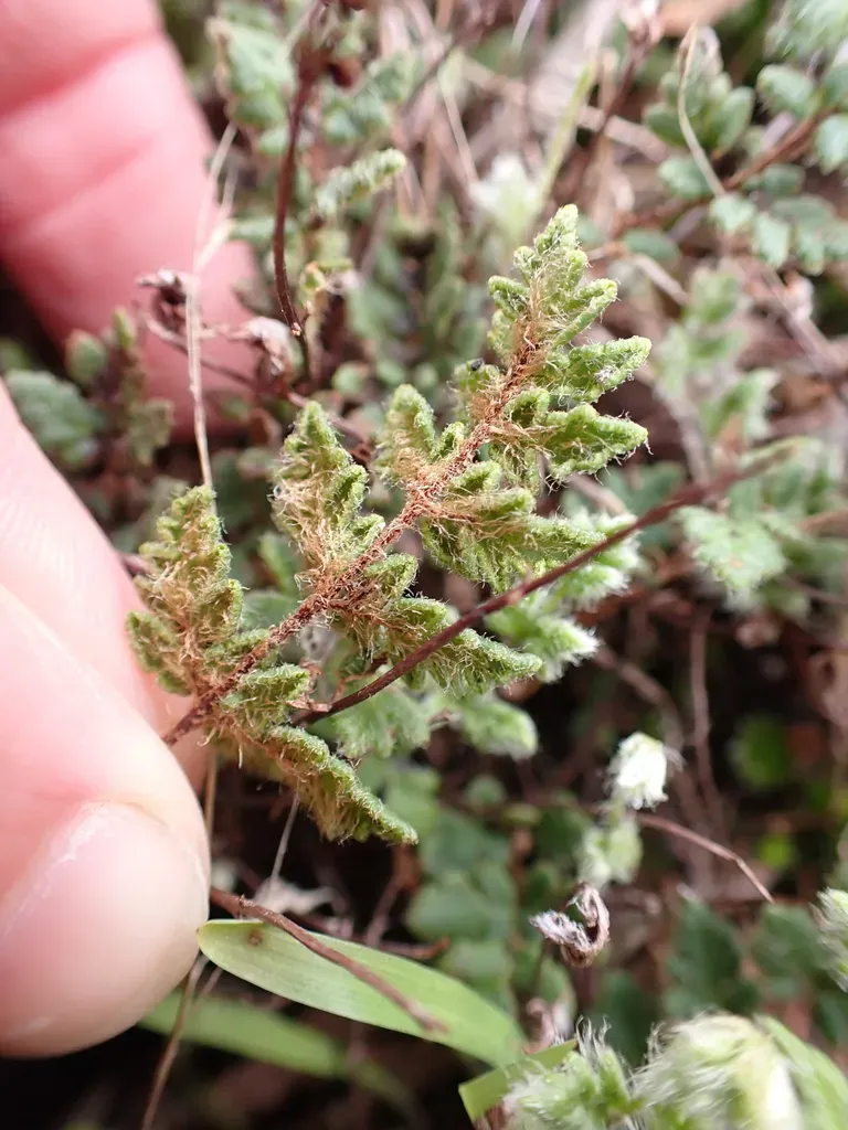 Bristly Cloak Fern
