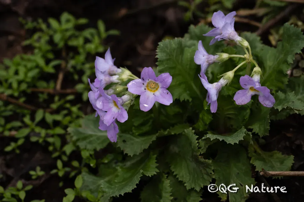 Primula Moupinensis