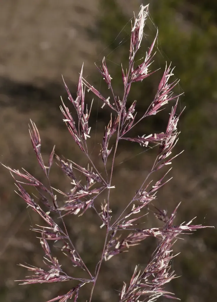 Calamagrostis Pseudophragmites