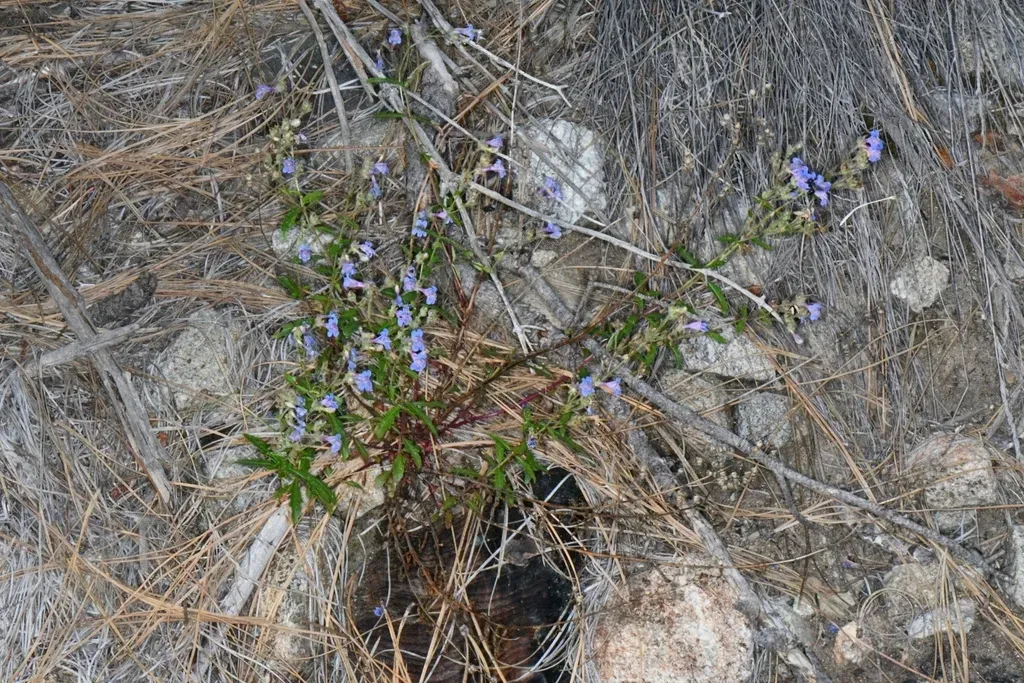 Two-leaf Beardtongue